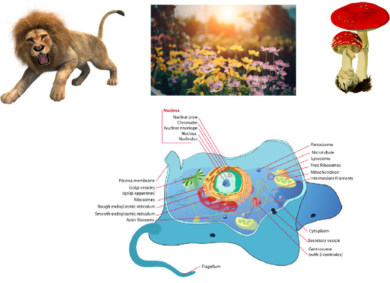 Animal cell structure