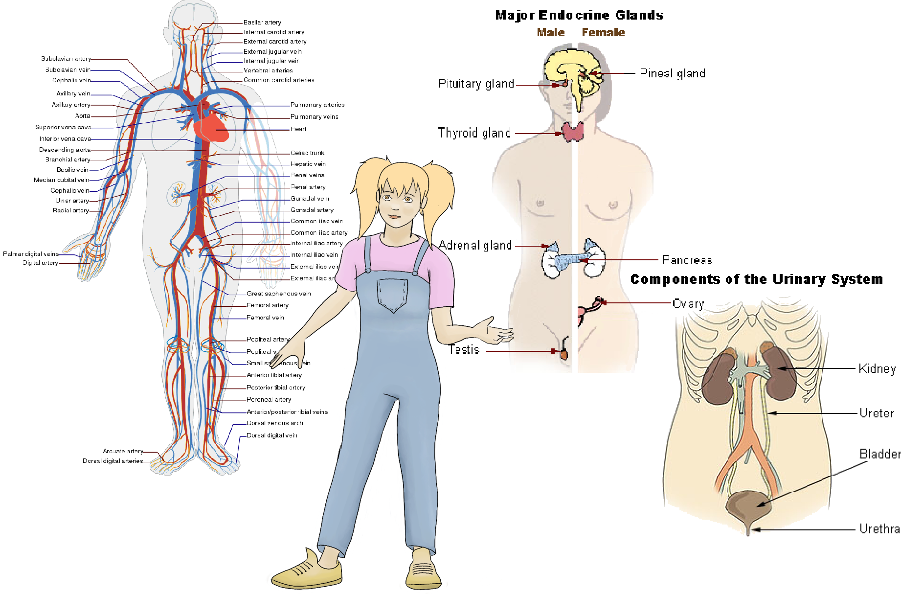Sistema circulatorio y urinario
