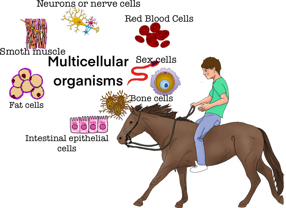 Los organismos multicelulares son aquellos que están compuestos por muchas células