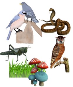 ห่วงโซ่อาหาร